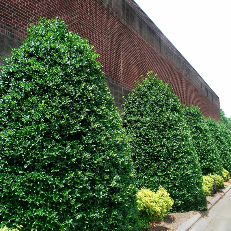Nellie Stevens Holly Shrub