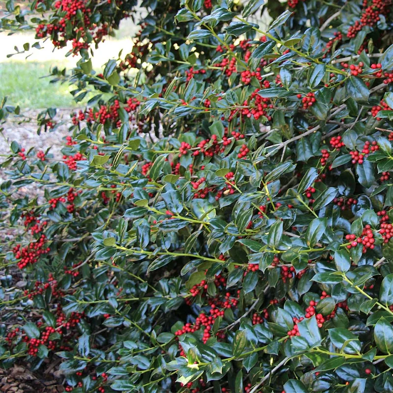 Nellie Stevens Holly Shrub