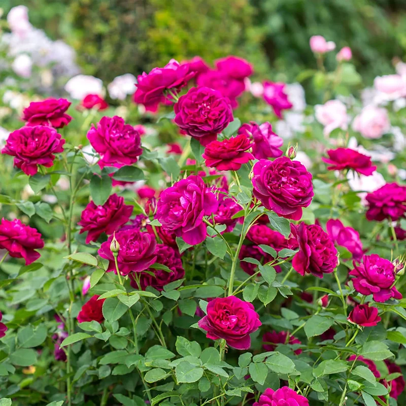 David Austin® Darcey Bussell® English Shrub Rose