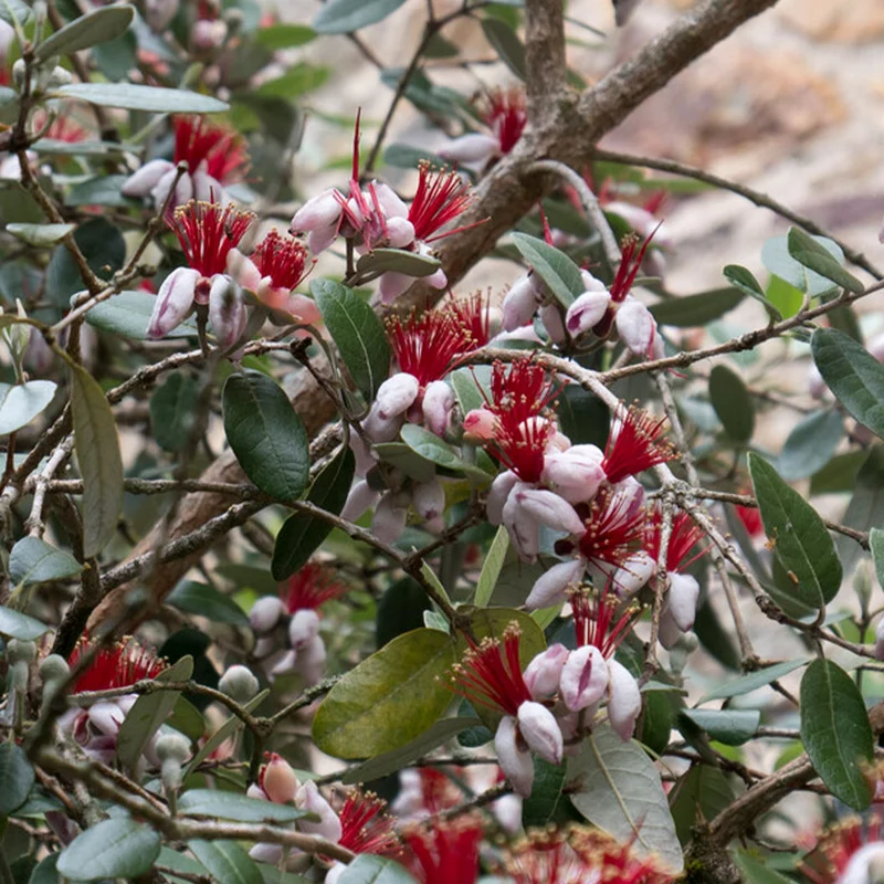 Pineapple Feijoa Guava Tree