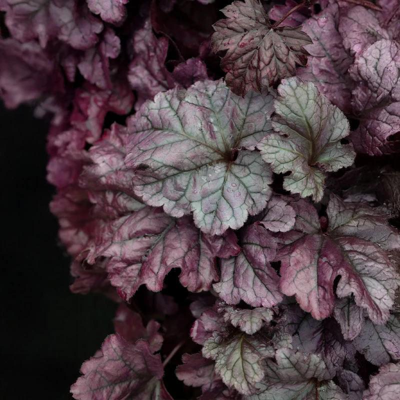 Dolce® Wildberry Heuchera (Coral Bells)