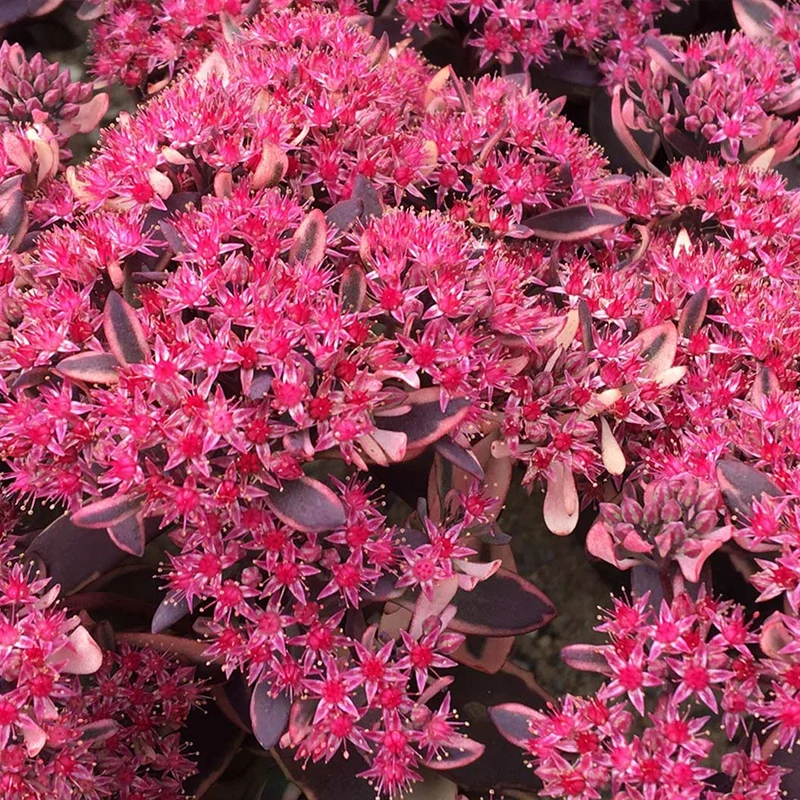 Sunsparkler® Dream Dazzler Sedum Plant