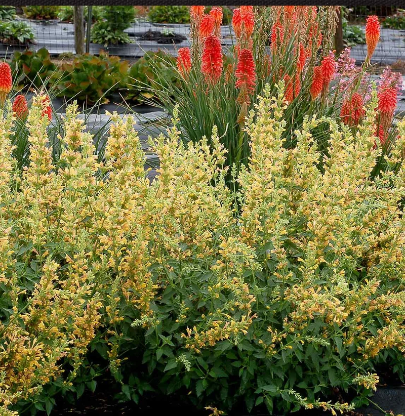Kudos™ Yellow Agastache Plant