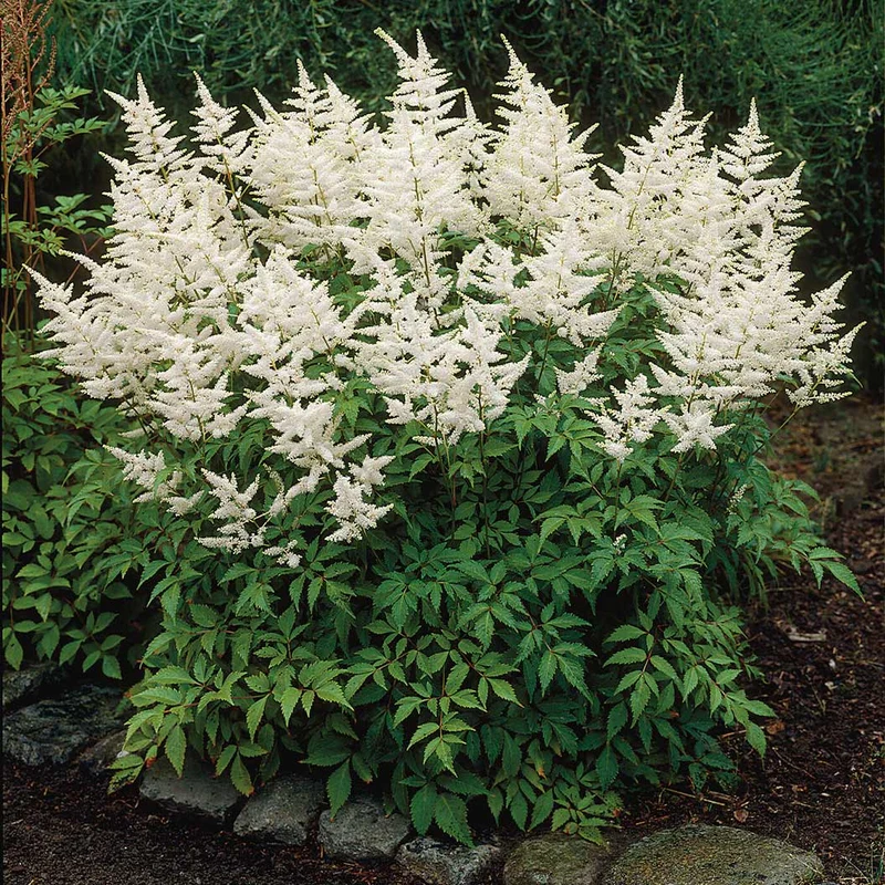 Vision in White Astilbe Plant