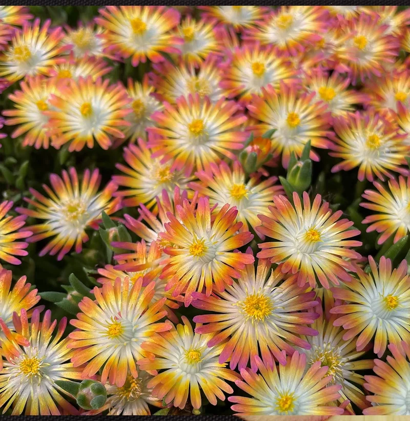 Jewel of Desert Ruby Ice Plant