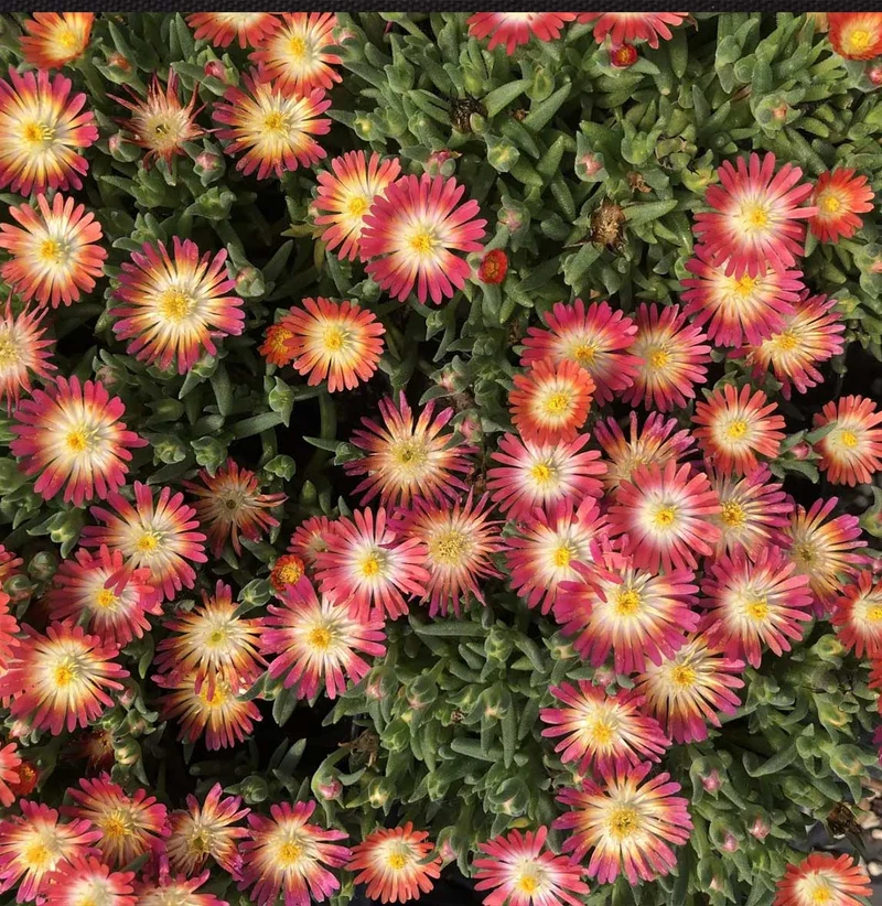 Jewel of Desert Ruby Ice Plant