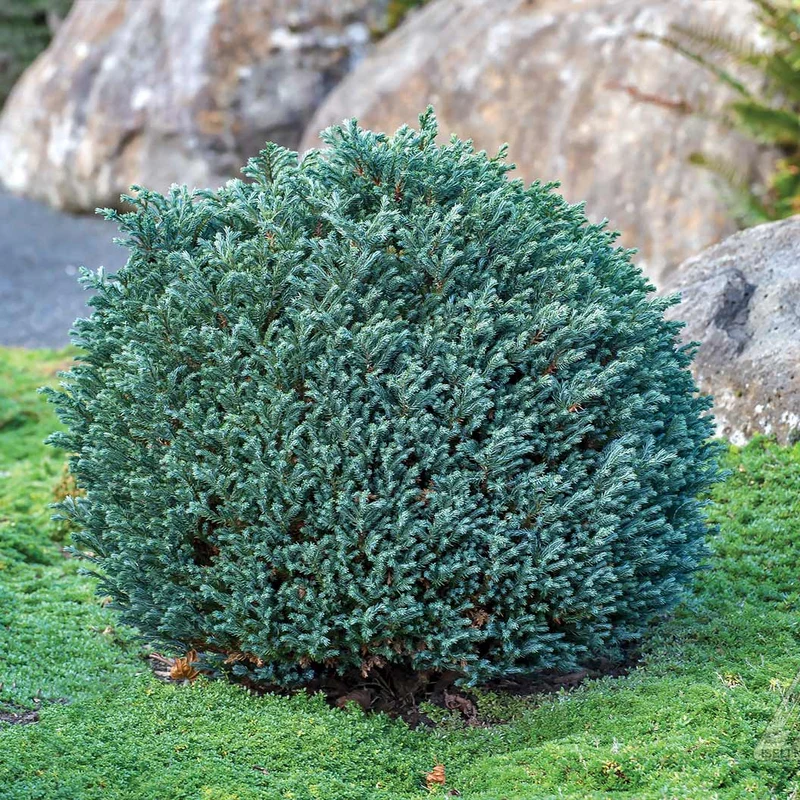 Iseli® Blue Moon Sawara Cypress Shrub