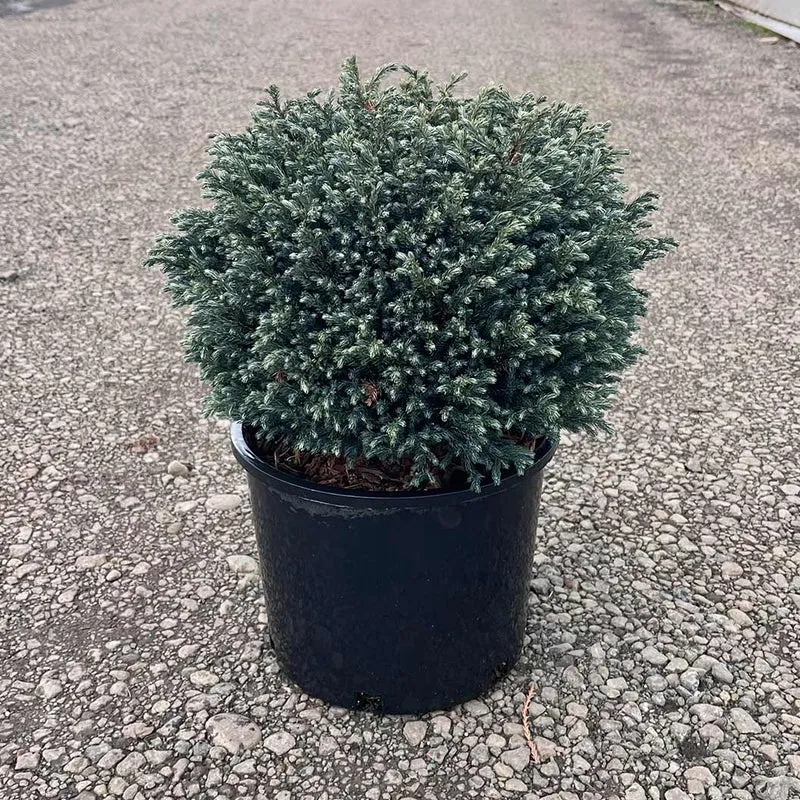 Iseli® Blue Moon Sawara Cypress Shrub