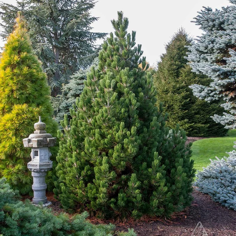 Iseli® Irish Bell Bosnian Pine Tree