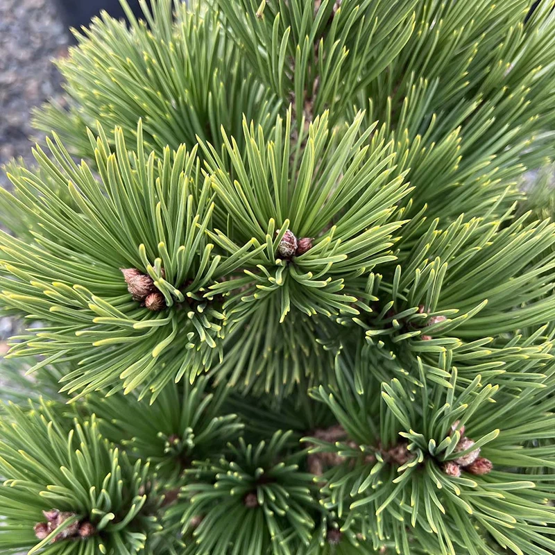Iseli® Irish Bell Bosnian Pine Tree