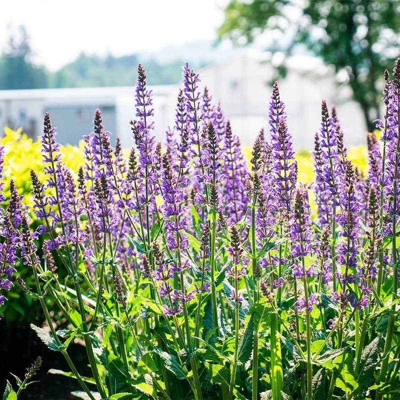Better Versions® Blue by You Salvia Plant