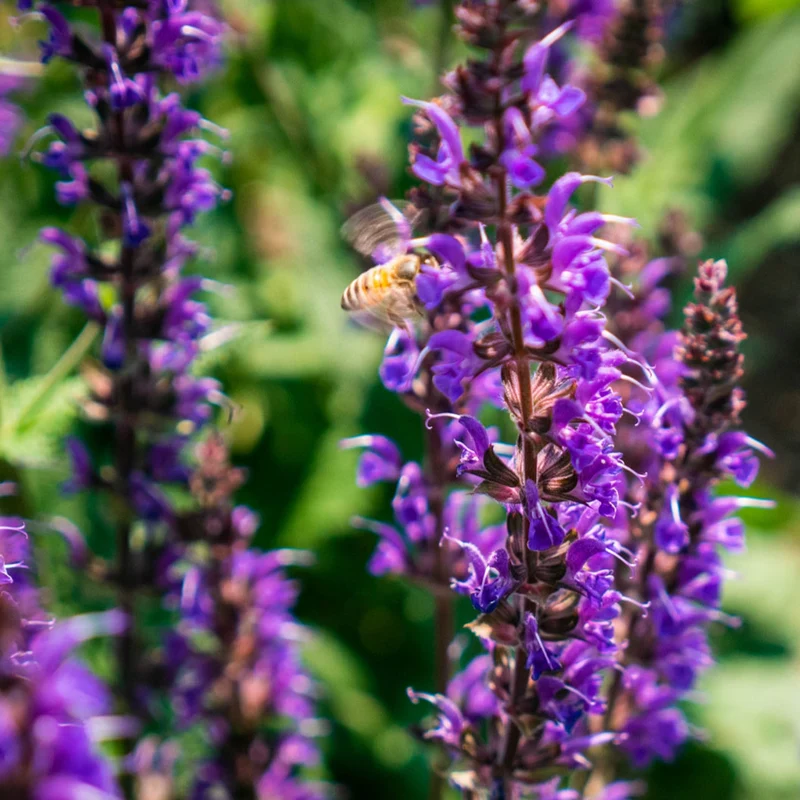 Better Versions® Blue by You Salvia Plant