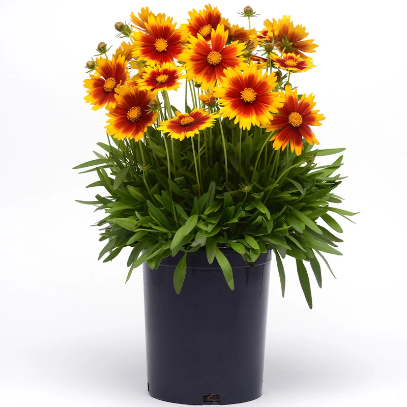 Better Versions® Uptick™ Gold & Bronze Coreopsis Plant