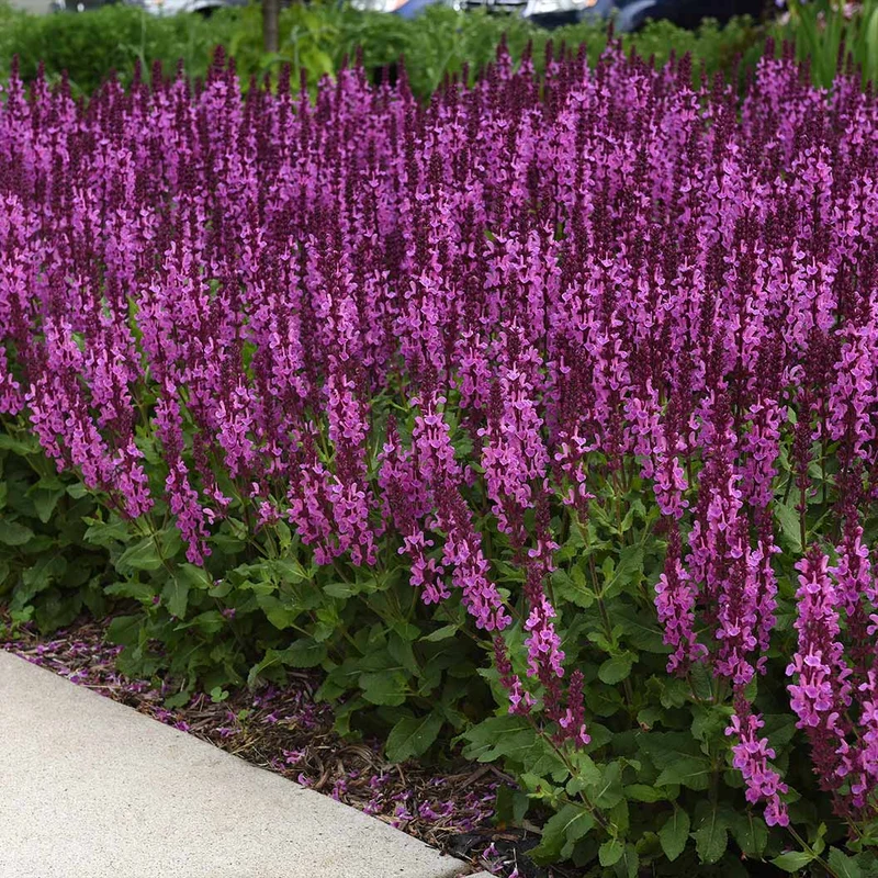 Better Versions® Marvel Rose Salvia Plant
