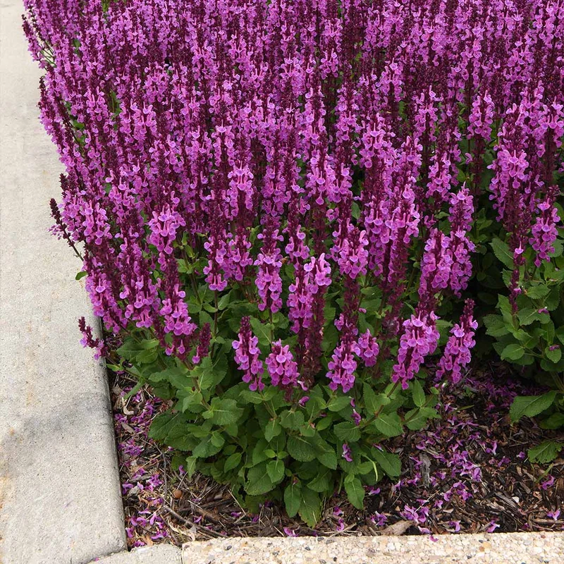 Better Versions® Marvel Rose Salvia Plant