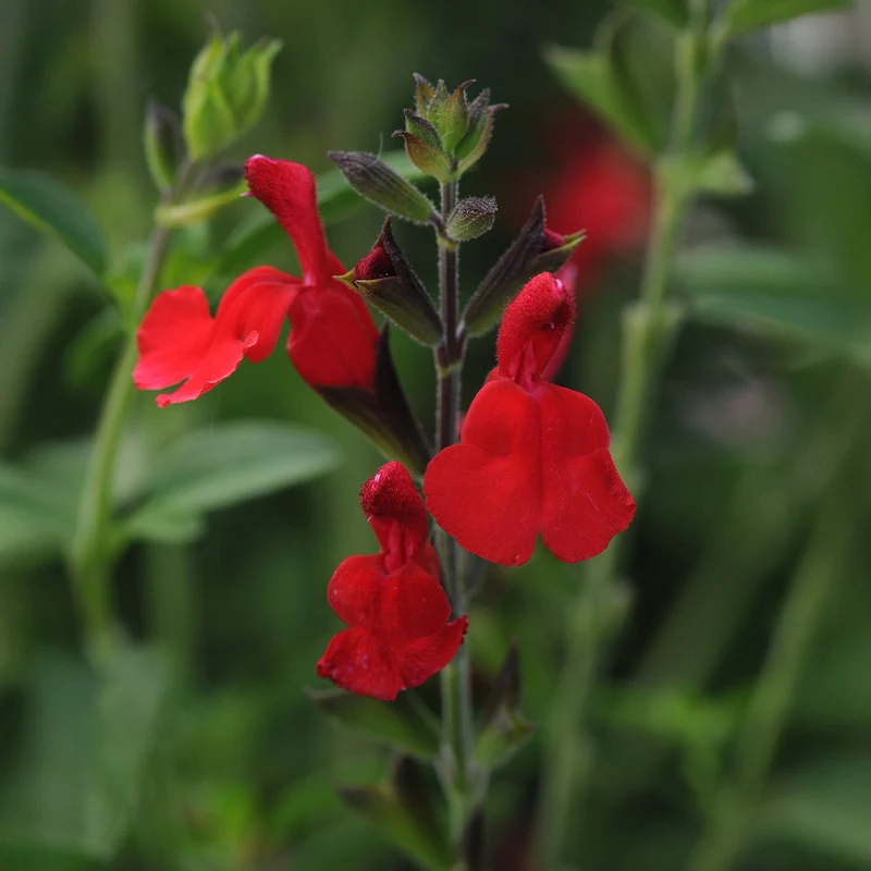 Better Versions® Radio Red Autumn Sage Plant