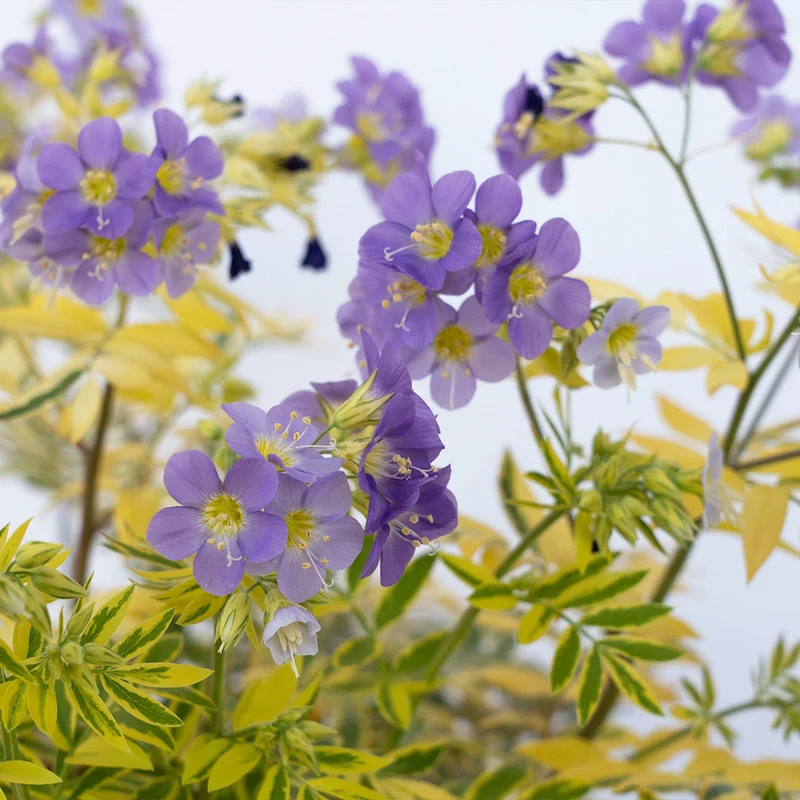 Better Versions® Golden Feathers Polemonium Plant