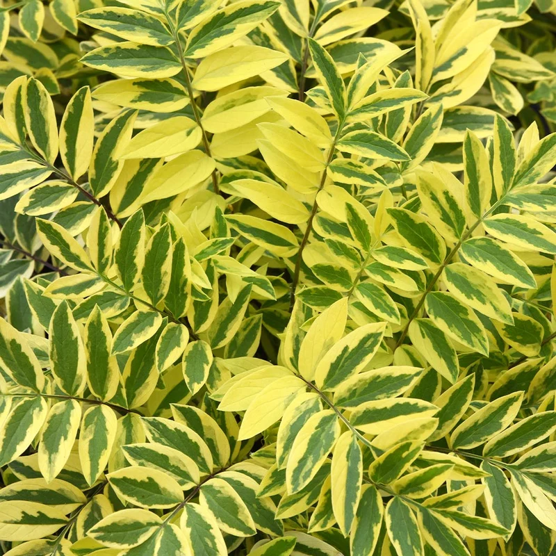 Better Versions® Golden Feathers Polemonium Plant