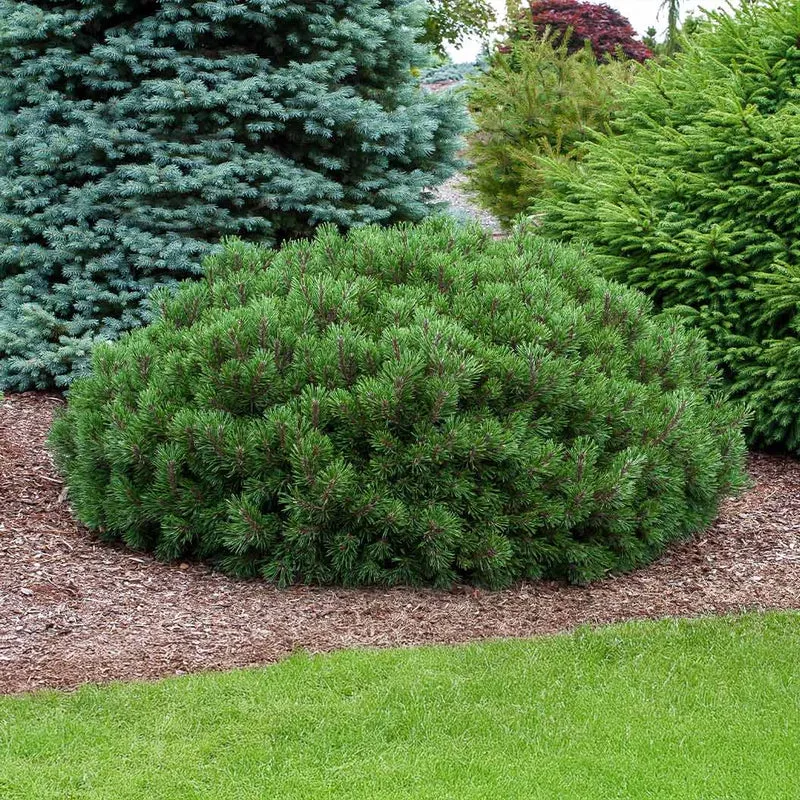 Iseli® Slowmound Mugo Pine Shrub