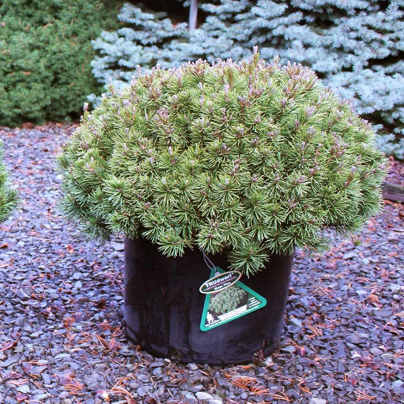 Iseli® Slowmound Mugo Pine Shrub