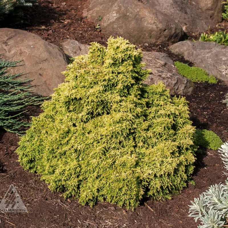Iseli® Twinkle Toes Japanese Cedar Shrub