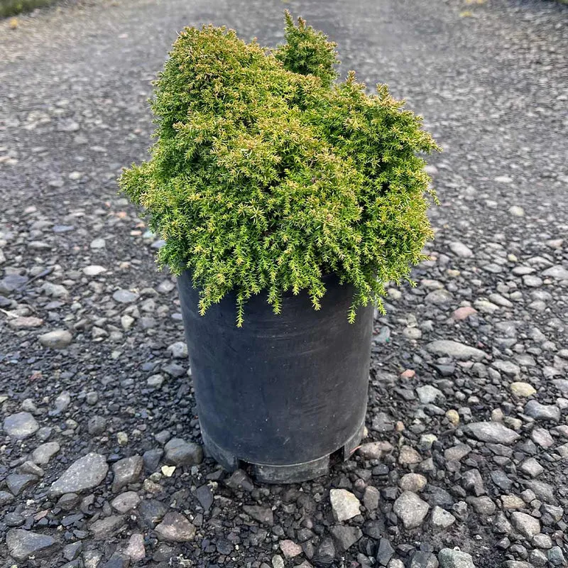 Iseli® Twinkle Toes Japanese Cedar Shrub