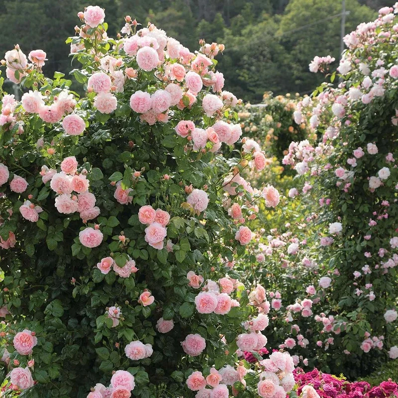 David Austin® Strawberry Hill® Climbing Rose Shrub