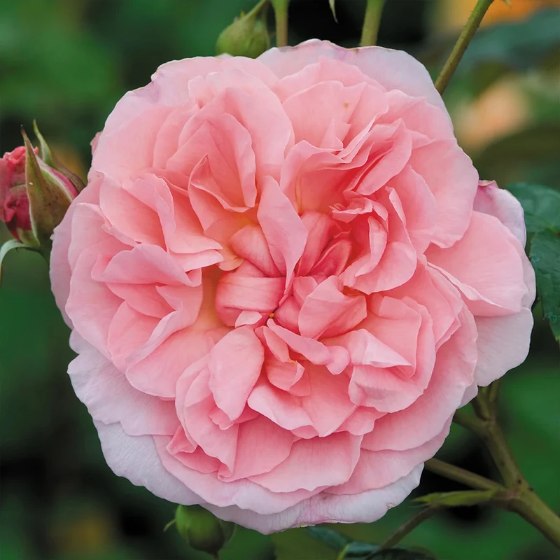 David Austin® Strawberry Hill® Climbing Rose Shrub