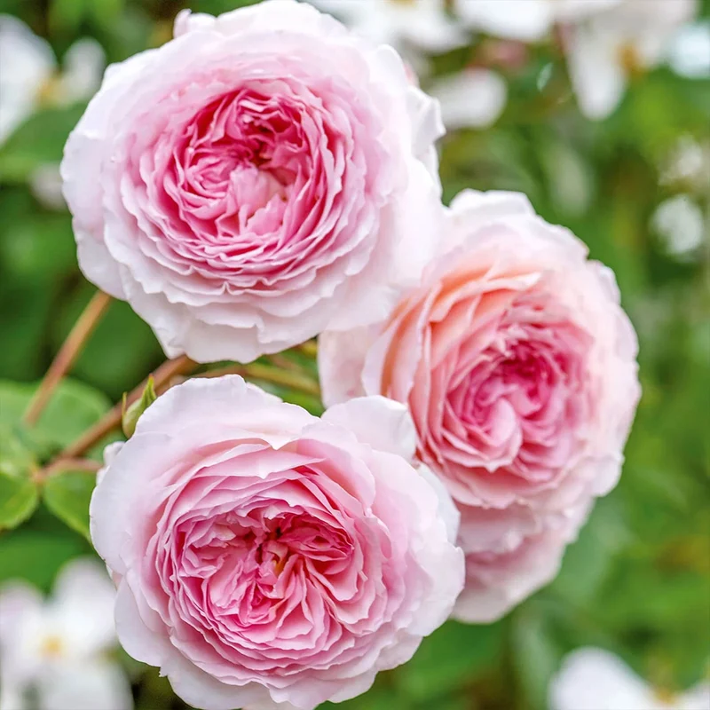 David Austin® James Galway® Rose Shrub