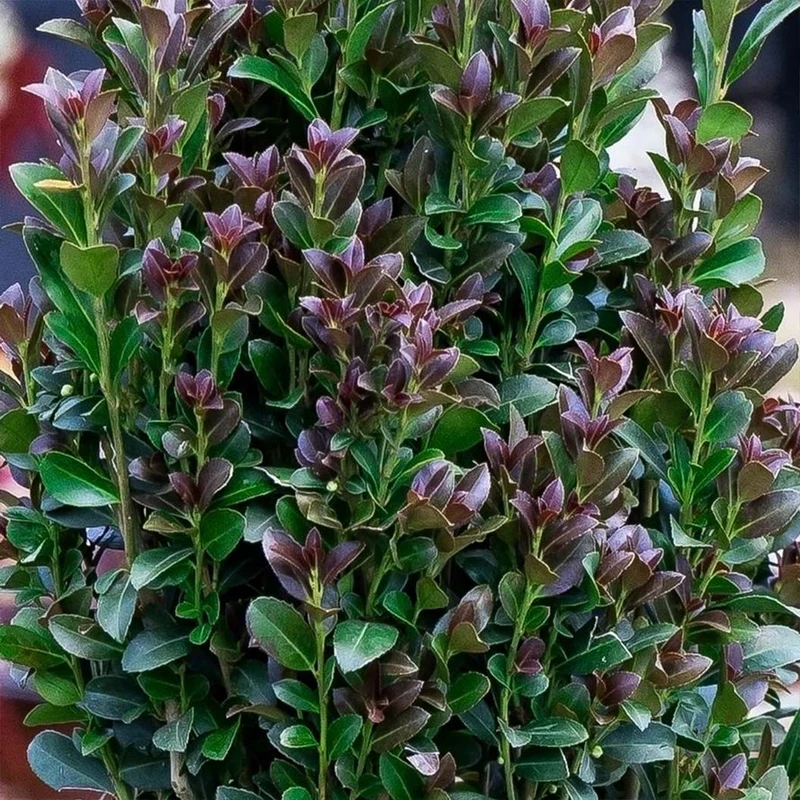 Southern Living® Red Sky™ Holly Shrub