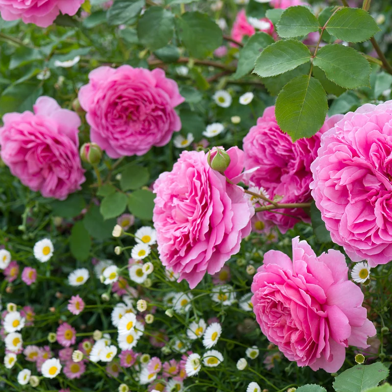 David Austin® Princess Alexandra of Kent™ Rose Bush