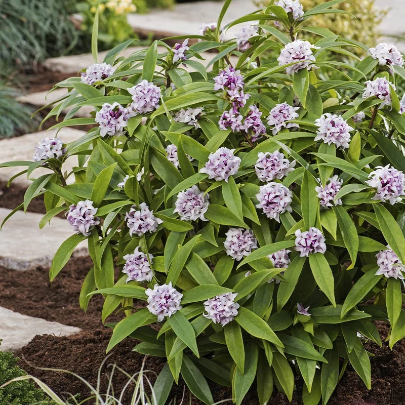 Perfume Princess® Daphne Shrub