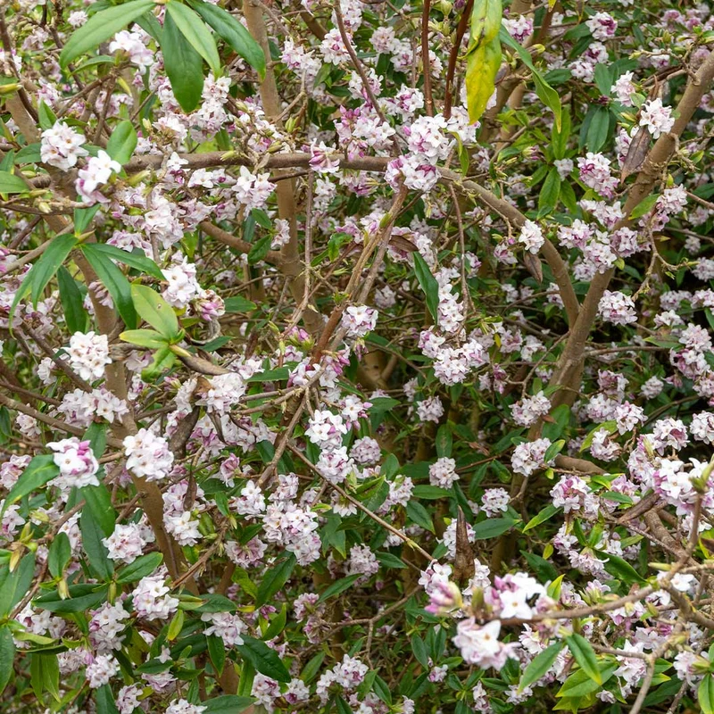 Perfume Princess® Daphne Shrub