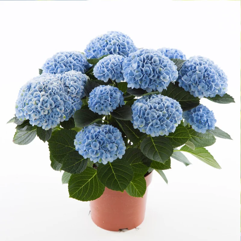 Hydrangea Magical® 'Revolution' Shrub