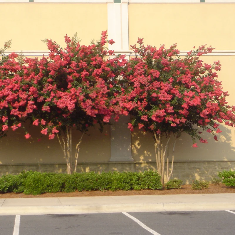 Colorama™ Coral Crape Myrtle Tree