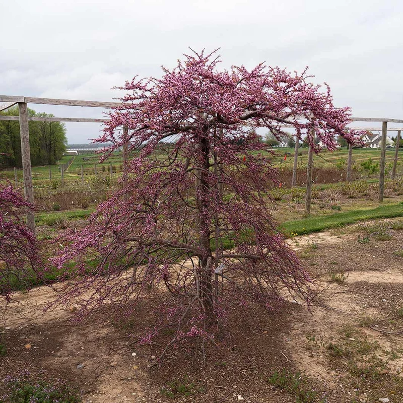 Garden Gems Emerald Falls Redbud Tree