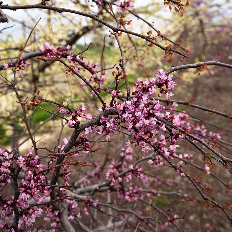 Garden Gems Emerald Falls Redbud Tree