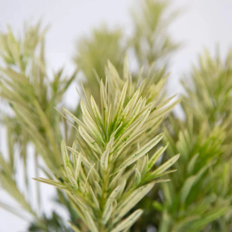 Southern Living® Roman Candle® Podocarpus Shrub
