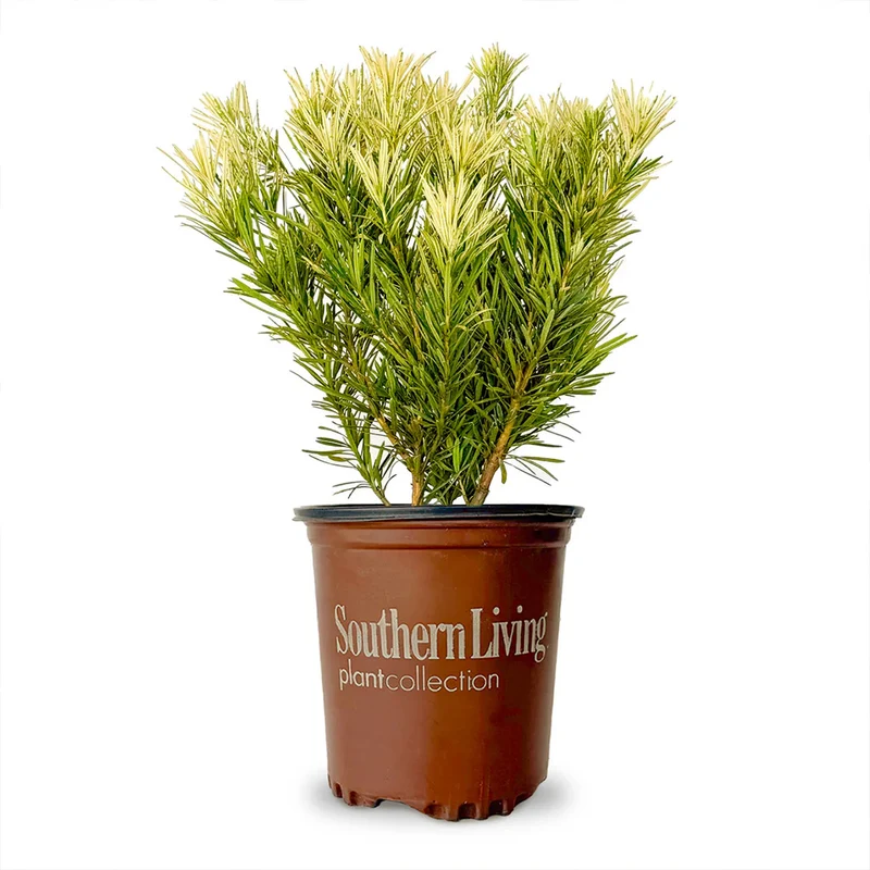 Southern Living® Roman Candle® Podocarpus Shrub