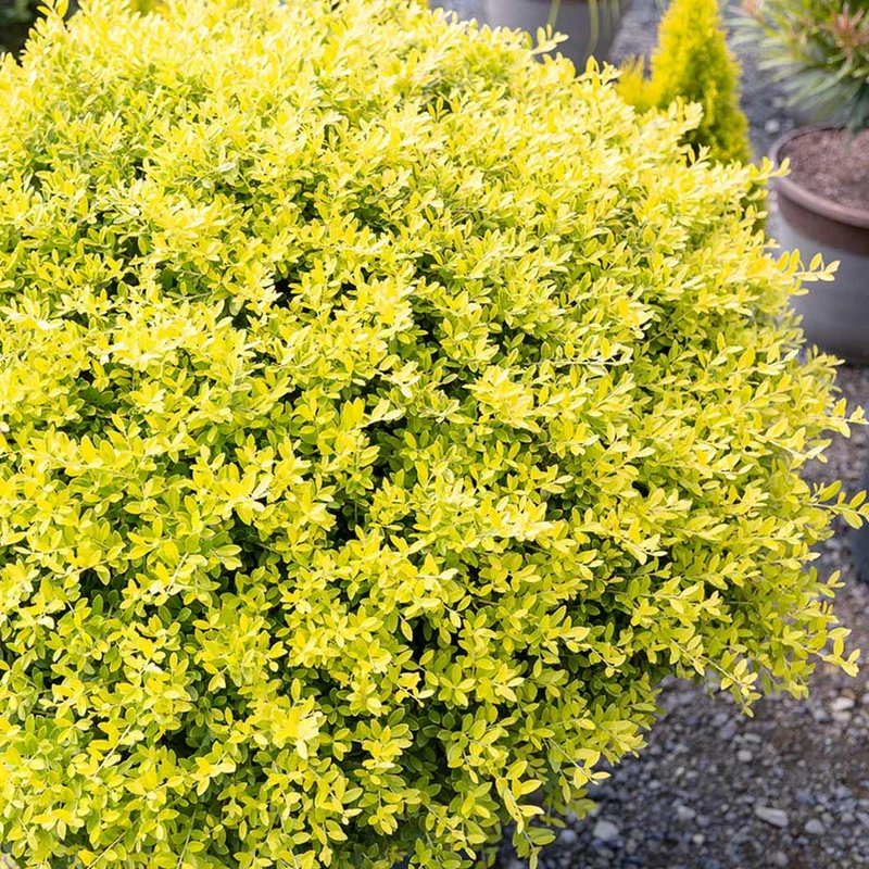Southern Living® Touch of Gold® Holly Shrub