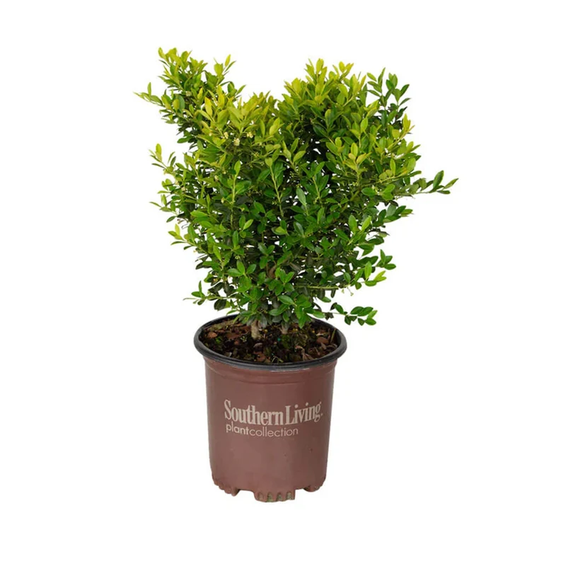 Southern Living® Touch of Gold® Holly Shrub