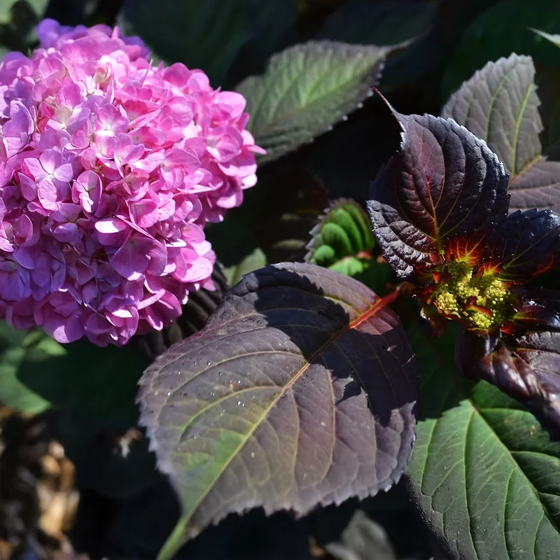 Garden District Midnight Rider™ Hydrangea Bush
