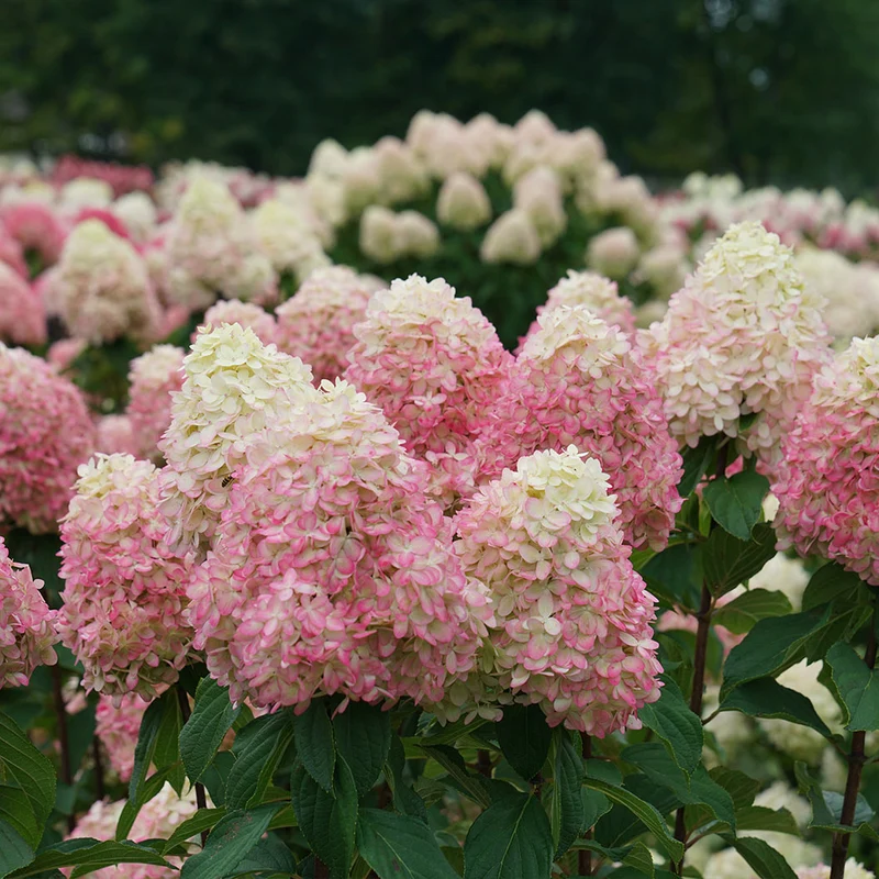 Limelight Prime® Hydrangea Shrub