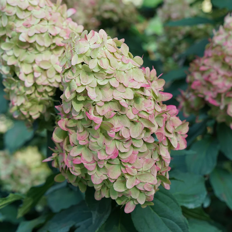 Limelight Prime® Hydrangea Shrub