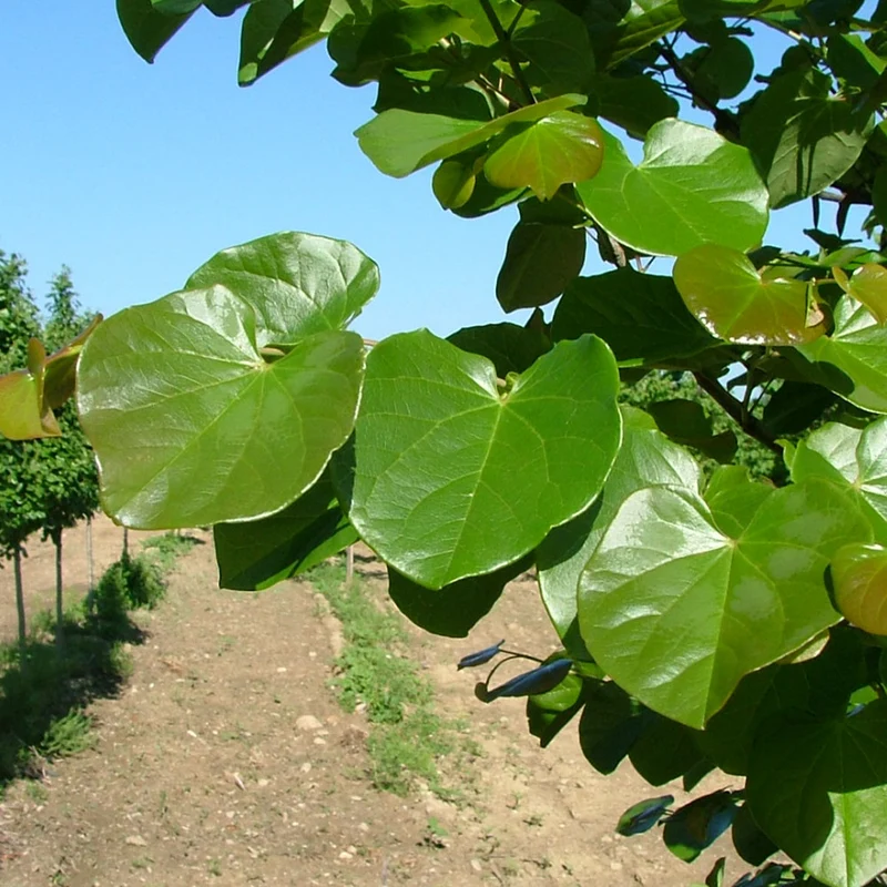 Luscious Lavender™ Redbud Tree