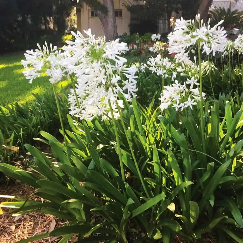 Ever White™ Agapanthus Plant