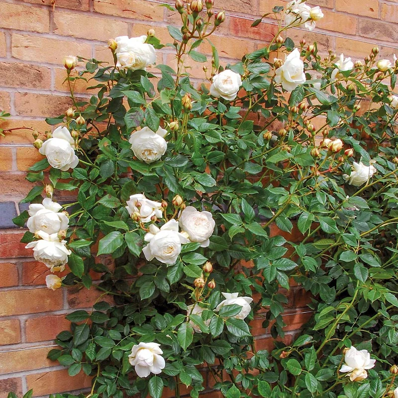 David Austin® Claire Austin® English Climbing Rose