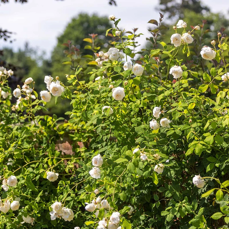 David Austin® Claire Austin® English Climbing Rose