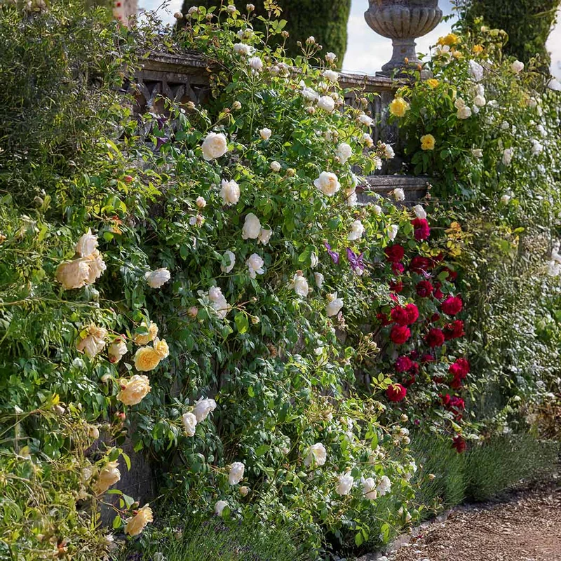 David Austin® Claire Austin® English Climbing Rose