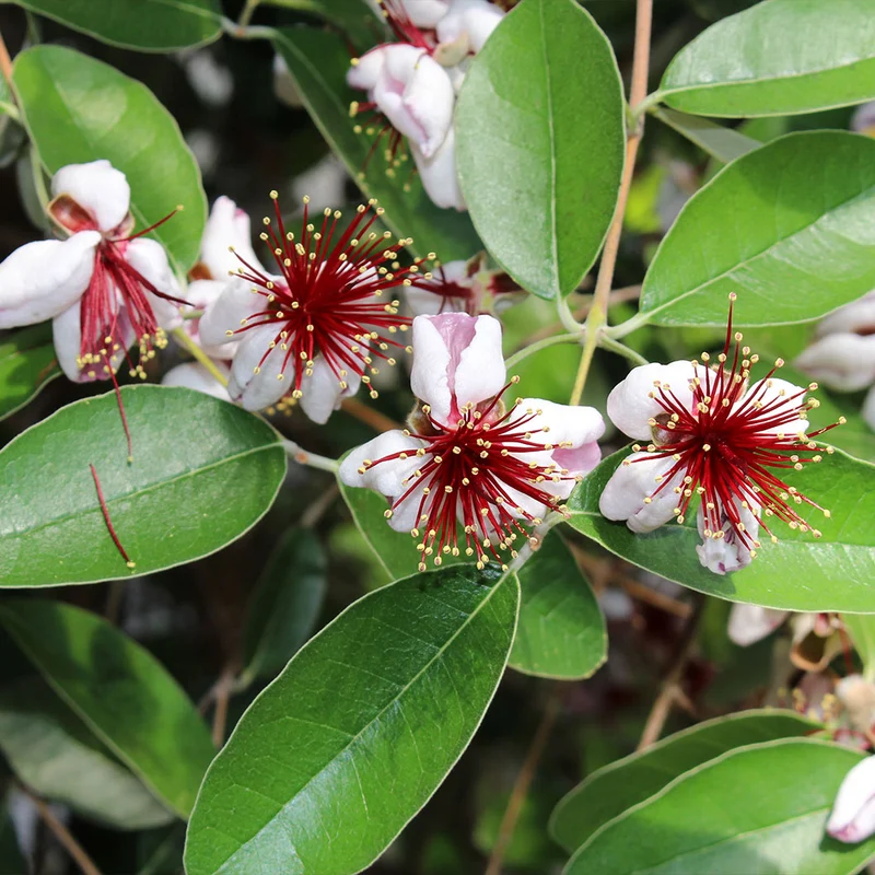 Pineapple Guava Coolidge Tree